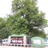 Dzień Lilaka 2014 Listek Koniczyny